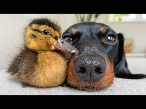 Dachshunds and Their Feathery Friends