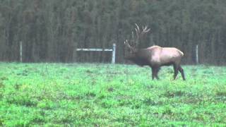 preview picture of video 'Elk in Boxley Valley Arkansas'