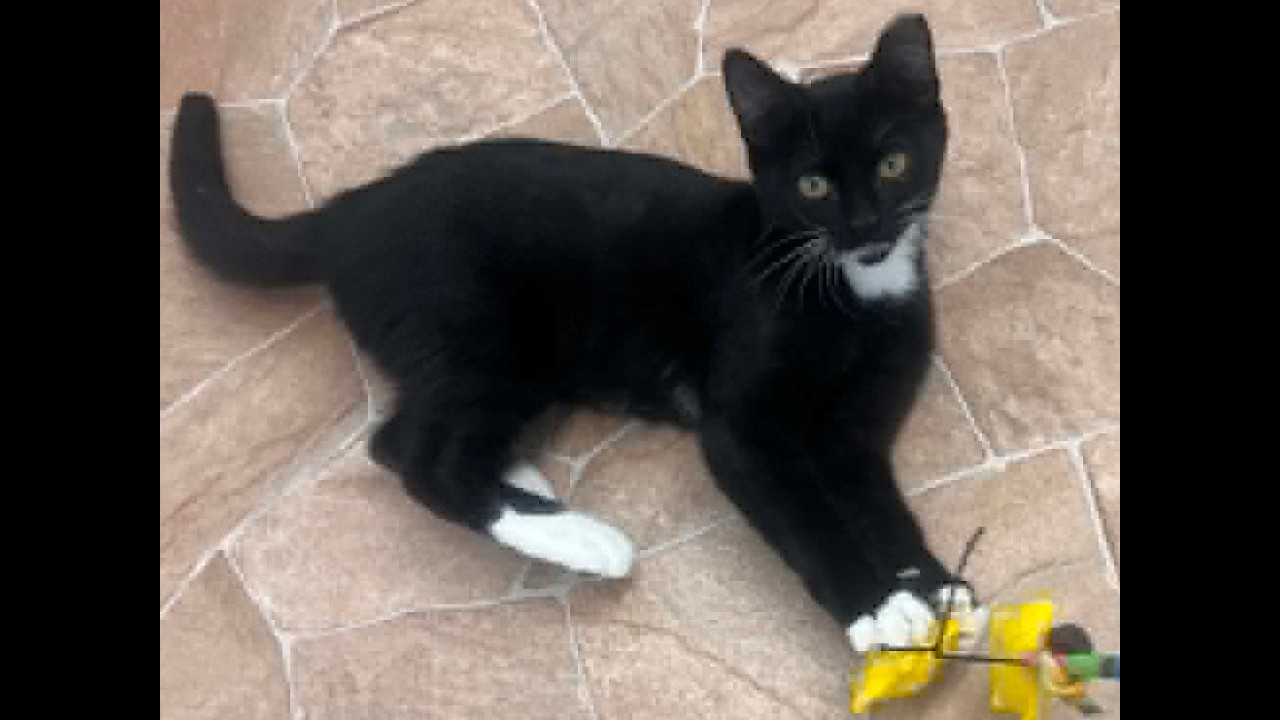 Enlarge Crab, a Adoptable mixed breed in Republic, WA video 6/6