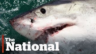 Nova Scotia’s great white sharks may hold key to species’ survival