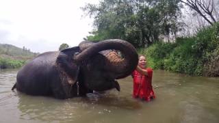 The Elephant Sanctuary... a Camp for abused Elephants.