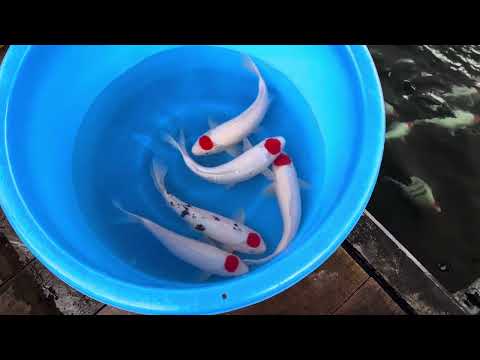 Ginrin Tancho Kohaku, Tancho Sanke, and Tancho Kohaku