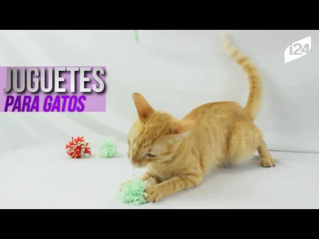 Vídeo relacionado con FadyDail 30 Juguete para Gatos, Bolas de Oropel Peludas y Purpurina, Pompones Brillantes para Persecución de Gatos de Interior y Mascotas (Color Mixto)