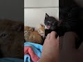 Tiny Kittens Hissing