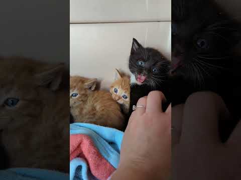 Tiny Kittens Hissing