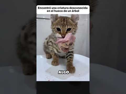 Encontró una criatura desconocida en el hueco de un árbol #animales #animals