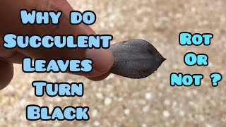 || WHY DO SUCCULENT LEAVES TURN BLACK  || IS IT ROT OR NOT ? ||
