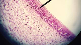 Epithelium High Power