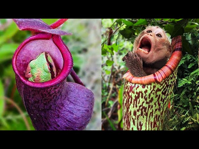 Vídeo relacionado con Pisco y la Isla de las Plantas Carnívoras (Literatura Infantil (6-11 Años) - El Duende Verde)