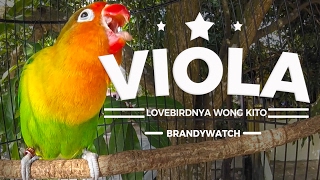 Download lagu Good Morning! Lovebird VIOLA Konslet Ngekek Panjang Sambil Jemur Pagi mp3 Download lagu Good Morning! Lovebird VIOLA Konslet Ngekek Panjang Sambil Jemur Pagi mp3
