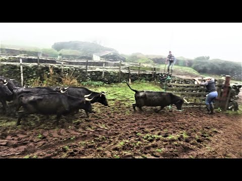 JAF Cows - Stubborn & Dangerous - Teimosas e Perigosas - Ilha Terceira - Açores