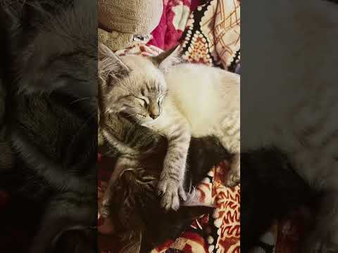 Isabella bailarina 💃 #viral #cat #gatos #viralshorts