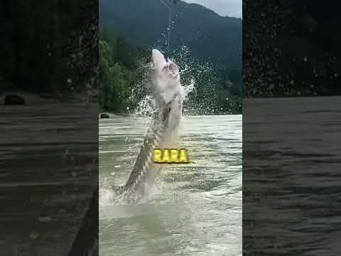 ❌ NÃO precisa mais SACRIFICAR!