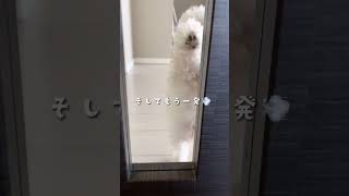 【初日】犬との暮らしが大変過ぎたw #shorts