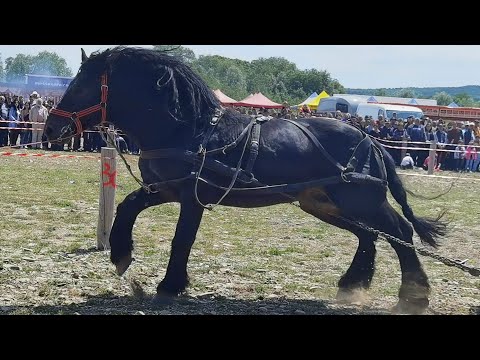 Cai probe de tractiune 2023