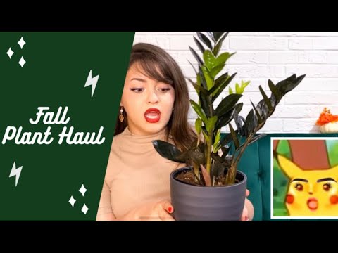 Fall 2020 Plant Haul + Steve’s Leaves Begonia Unboxing!