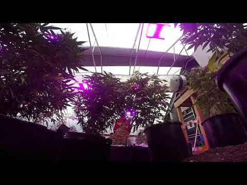 CannaGenesis Cultivar: Space Weed