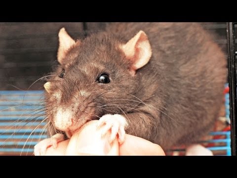 How to Deal with a Rat That Bites | Pet Rats