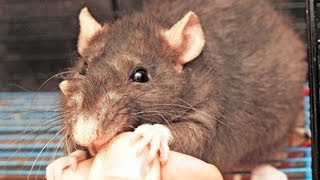 How to Deal with a Rat That Bites | Pet Rats