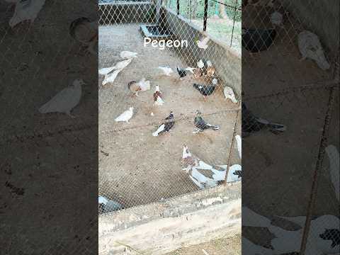 🐦#pegeon #pege #pegeonlover #pegel #pegeeks #pegeout #reels #shorts #trending #shortsvideo #animals