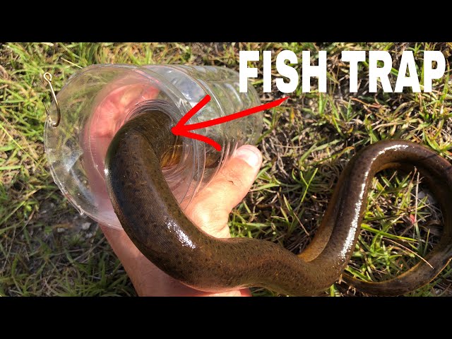 Eel CAUGHT IN WATER BOTTLE FISH TRAP!!