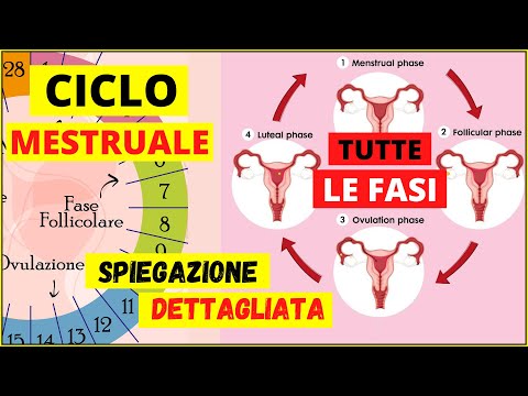 Ciclo mestruale e ovarico come avviene? Come funziona il ciclo mestruale? Tutte le fasi dettagliate