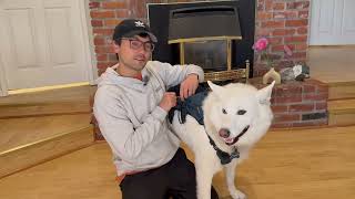 Unboxing the Happitail FreeMove Backpack.