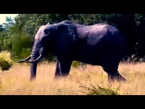 Elephant eating in the field 3/1/26