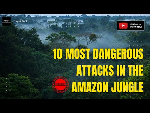 Surviving the Amazon Jungle: Top 10 Most Dangerous Animal Attacks