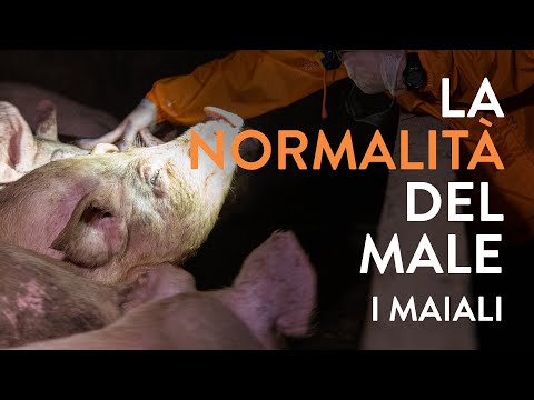 , title : 'LA NORMALITÀ DEL MALE / #2 / I MAIALI'