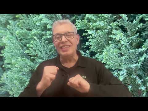 The 'Ellwoodii' cypress