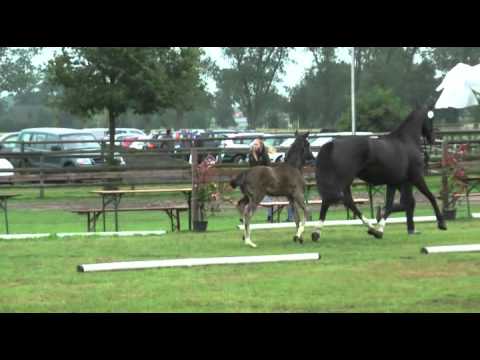 Sudweyher Fohlenschau 2011 - Kat.-Nr. 08: Stutfohlen v. Wilkens - Depardieu - Sherlock Holmes