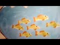 Elmo Sings Seven Goldfish