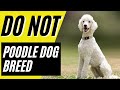 7 Reasons You Should NOT Get a Standard Poodle