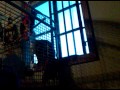 Elmo Laughing And Babbling