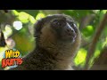 Lemurs that Eat Cyanide?! | Wild Kratts 