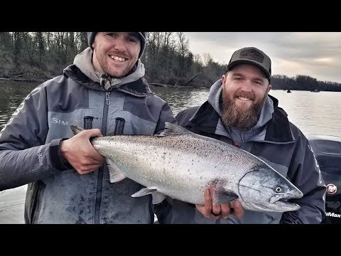 download lagu mp3 mp4 Salmon Fishing Show, download lagu Salmon Fishing Show gratis, unduh video klip Salmon Fishing Show