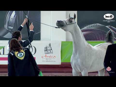 N 23 EXXOTICA BY TRESCA   Italian Nationals 2021   Fillies 2 years old Class 2