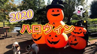 今さらハロウィン【木曽三川】