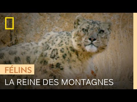 La panthère des neiges, reine des montagnes