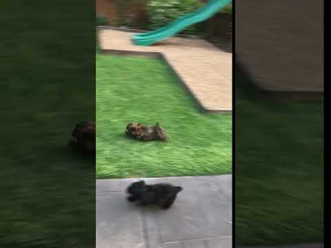 Brownie and siblings
