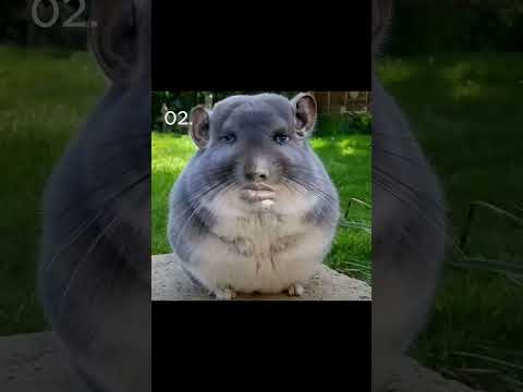 random animal moments #shorts #animals #trending  #topmemes