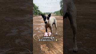 【神対応】犬に案内されたホテルが最高すぎた！カンボジアで宝石探しの旅💚　ホテルチェックイン編