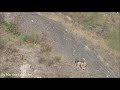 Social Interactions Of Wild Wolf Pups In The Italian Appenines