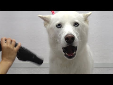 , title : 'Husky almost dies at the pet groomers'