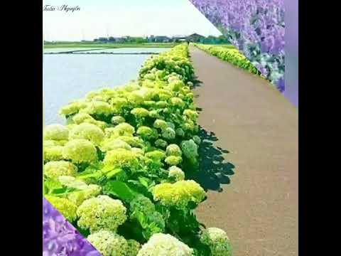 Thể hiện bởi Tuấn Vũ