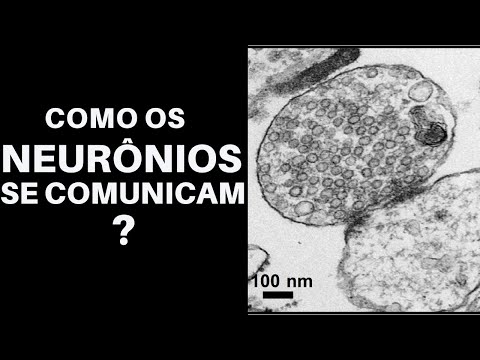 How neurons communicate? | BASIC NEUROPHYSIOLOGY FOR PSYCHOLOGISTS