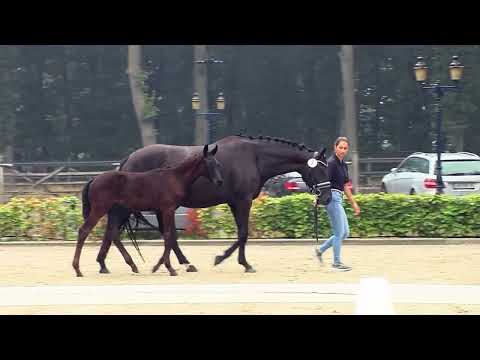 van Schaik, Fuerst Zonik-Franklin