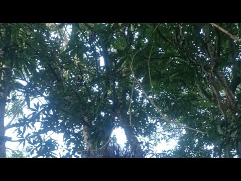 viernes 21 de noviembre 2025, ambiente en el tiangue de Osicala Morazán, El Salvador