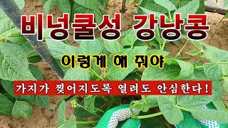 [텃밭농부 2,250]  넝쿨성강낭콩. 가지가 찢어지도록 열려도 이렇게 해 주면 안전하다! #강낭콩재배